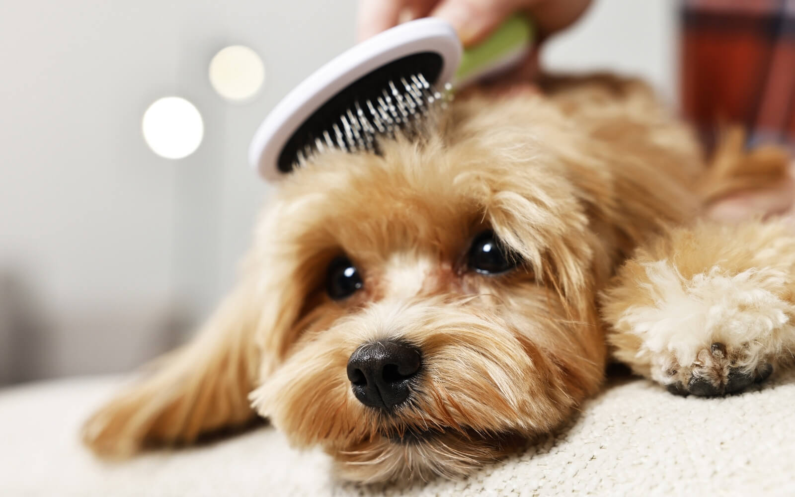 Bostancı Pet Kuaförü 1 Bostancı Pet Kuaförü Groomer Bone ile Profesyonel Köpek Bakımı