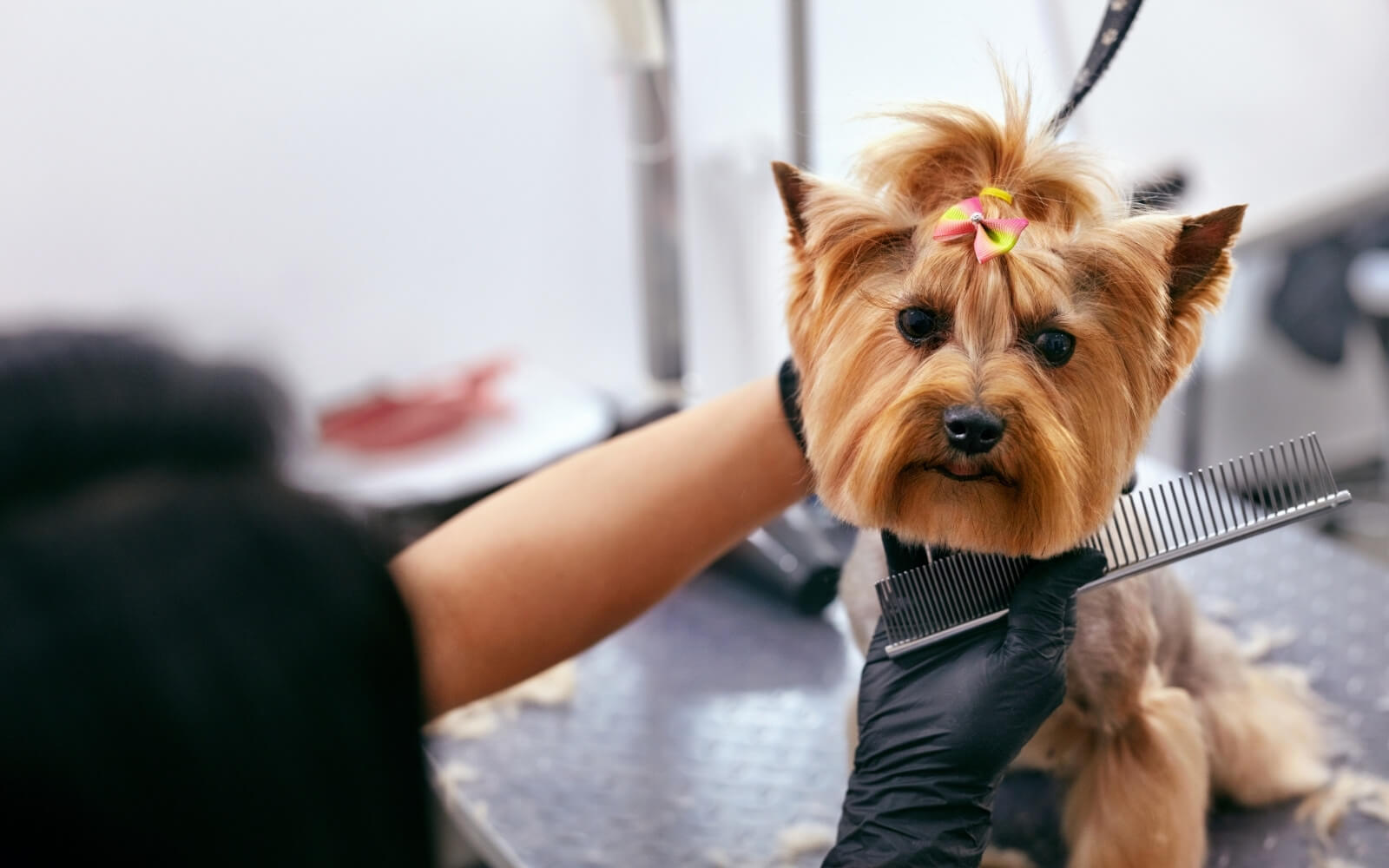 Caddebostan Pet Kuaför 1 Caddebostan Pet Kuaforu Groomer Bone