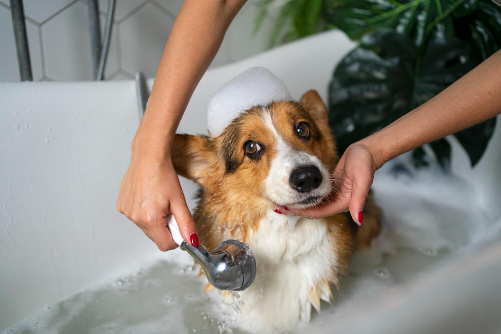 Anasayfa 11 Caddebostan’da Köpek Bakımı: Ozon Spa ve Doğal Terapi Uygulamaları