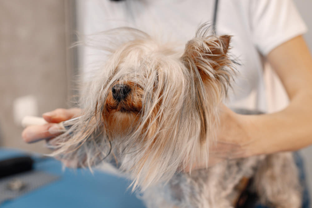 Anasayfa 9 Caddebostan’da Köpekler İçin Spa, Kuaför ve Terapi Hizmetleri