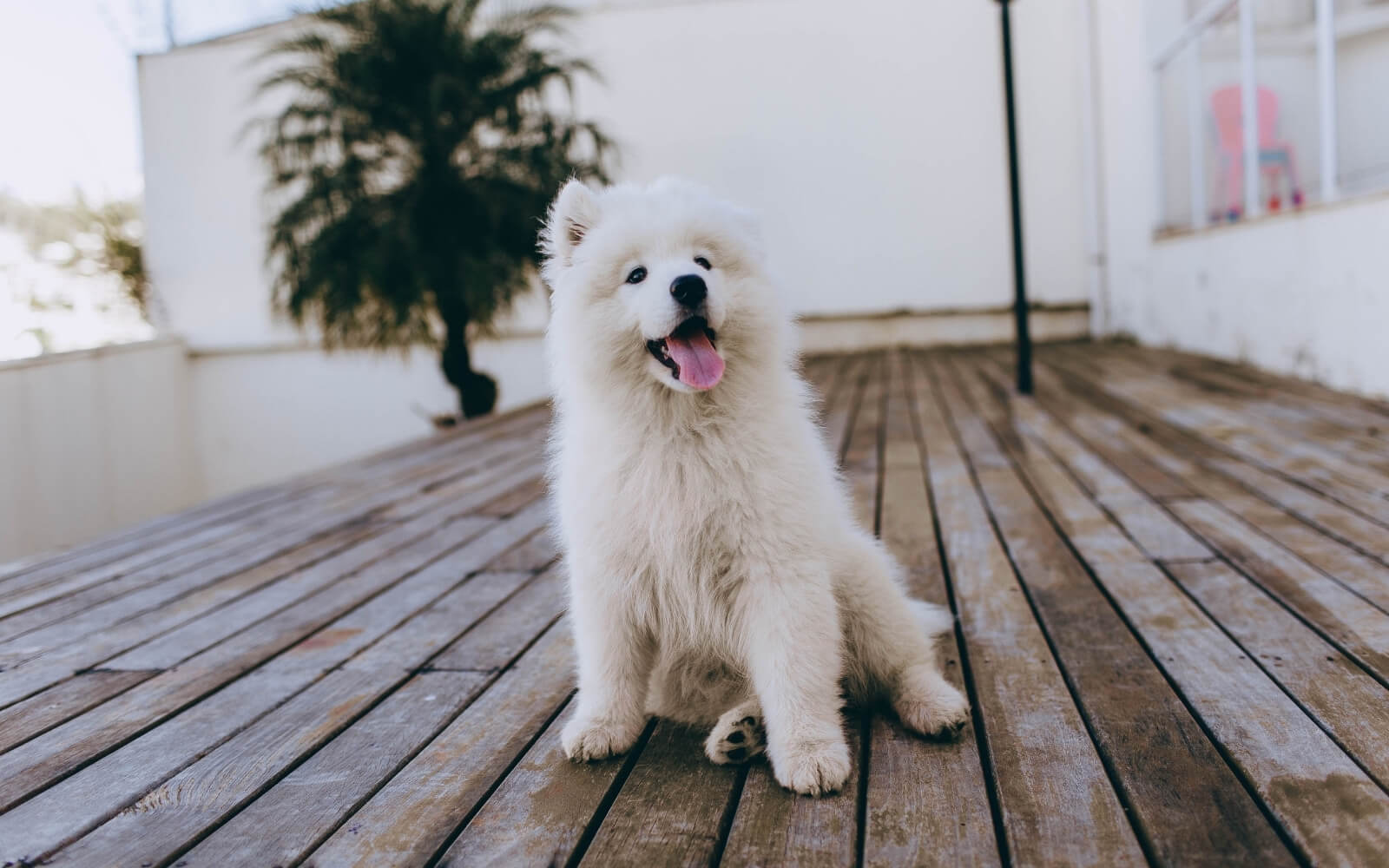 Çatalçeşme Pet Kuaför 1 Çatalçeşme Pet Kuaför