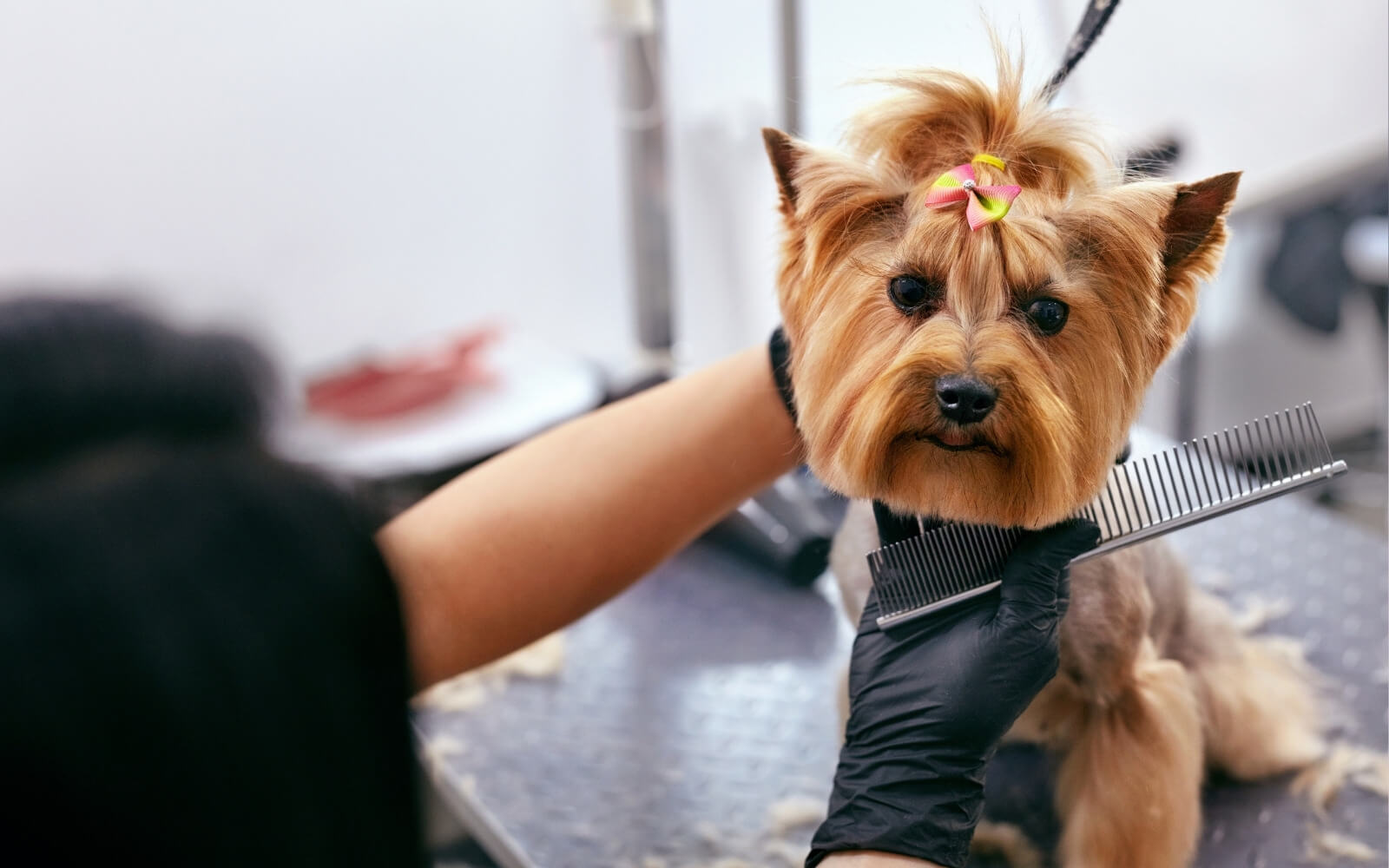Çiftehavuzlar Pet Kuaför 1 Çiftehavuzlar Pet Kuaför Groomer Bone