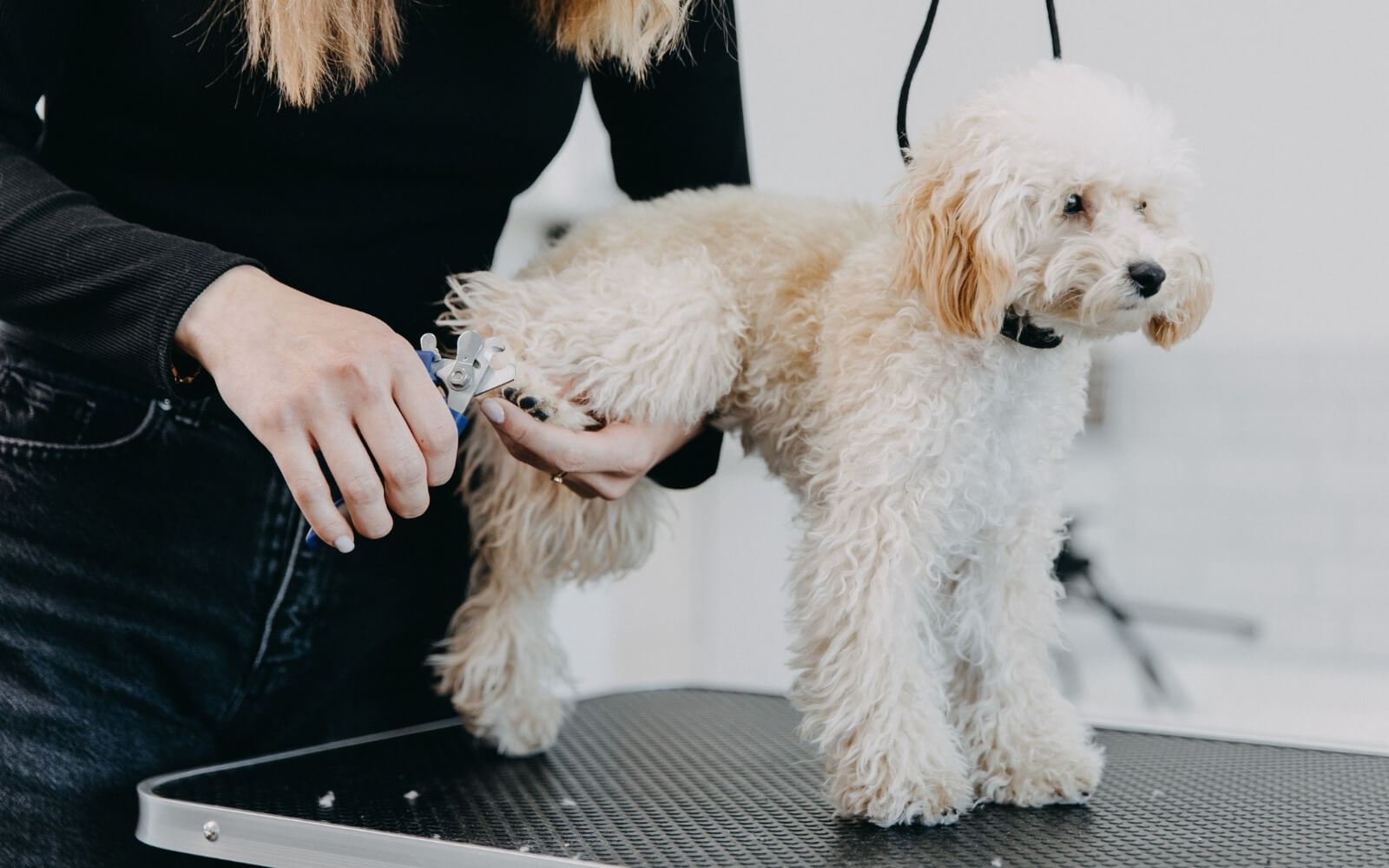 Erenköy Pet Kuaför 1 Erenköy Pet Kuaförü Groomer Bone