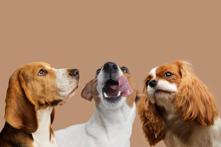 Erenköy ve Suadiye’de Evcil Hayvan Yaşamı Kadıköy’ün Kalbinde Dostlarımızla Bir Gün