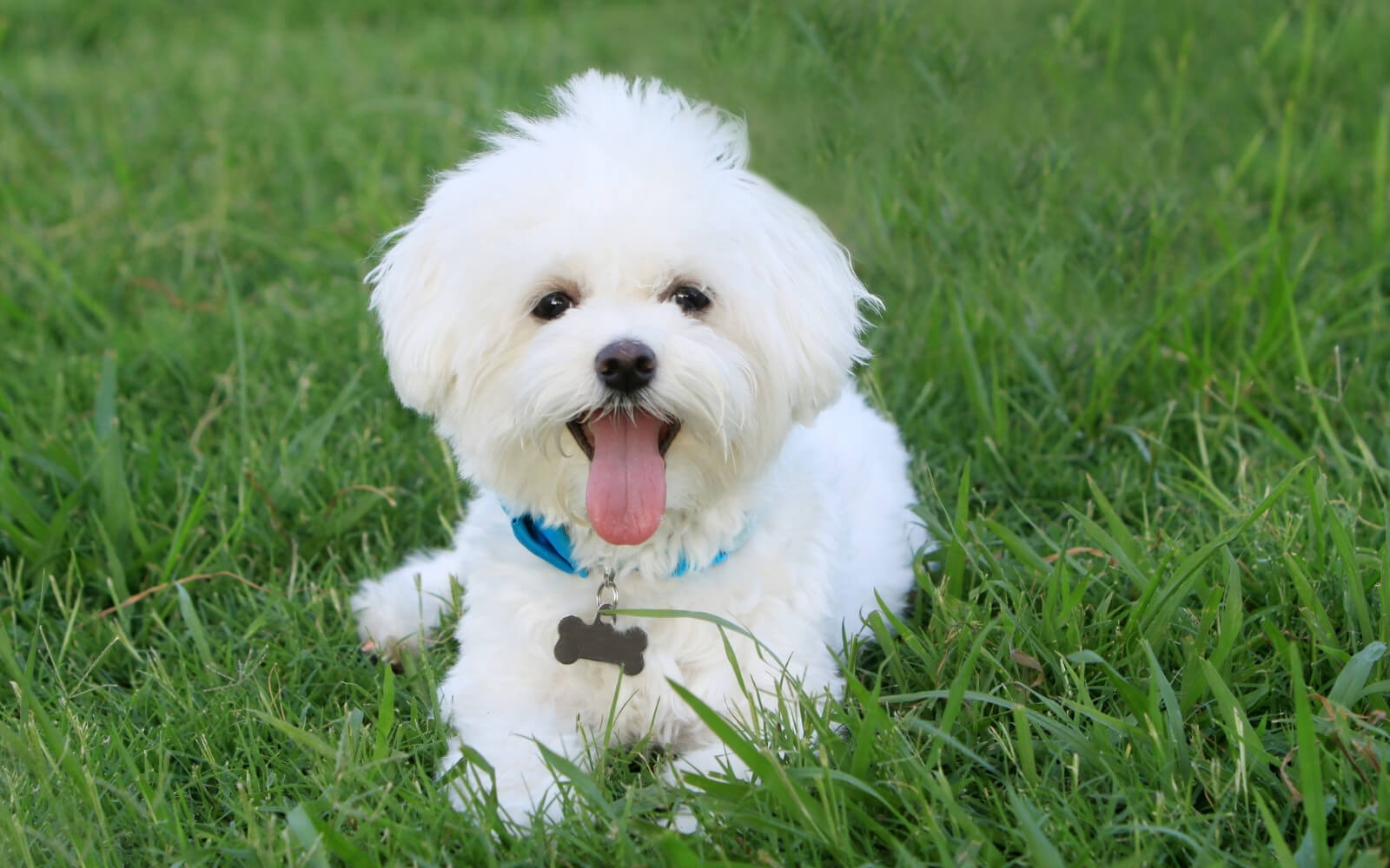 Groomer Bone Elle Sıyırma