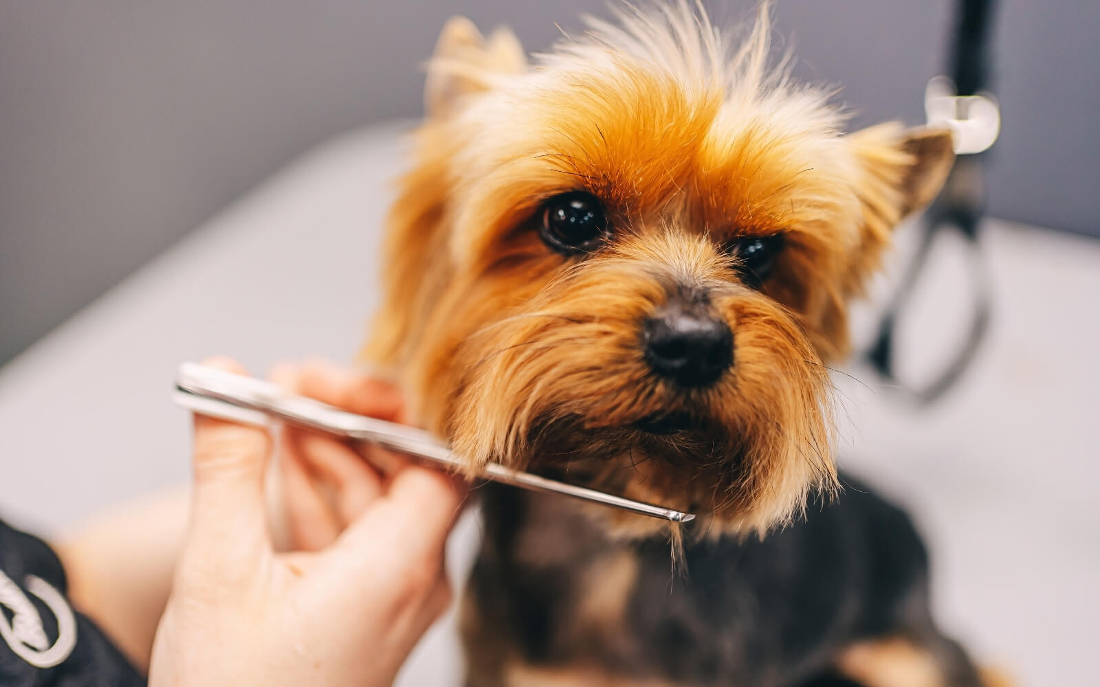 Suadiye Pet Kuaförü 1 Suadiye Pet Kuaförü Groomer Bone